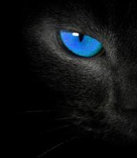 Как видит кошка окружающий мир в темноте
